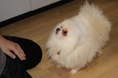 販売中のポメラニアンの親犬